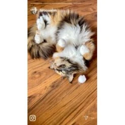 Kater Kasimir Premium Katzenminze, 60g Vorratspack (getrocknet, Geschnitten Und Gesiebt) -Geschäft Für Katzenbedarf 0a8ae32e60664223a1beefc94e9ac56208606b87 1408153 de DE adc4a873272fd6b5f96f57d3a5134693bfc5f272qXbFbT