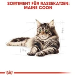 ROYAL CANIN Maine Coon Adult 10 Kg -Geschäft Für Katzenbedarf 0dcdda8125bffac6c60d8bc613414dd3e537f3f9 4a409b86bb290f85c8a45c0d5080bc56aabf2ae3