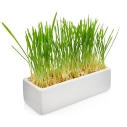 Canadian Cat Company Futterbar Cat Diner Grau/ Weiß -Geschäft Für Katzenbedarf 0e525574824550e168be02a6fecb7a609ed284ae 1360972 de DE a02d68c3a8d109b1266e955b4dfb6c9ffc1d2950Klvw73