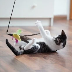 Schlitzohr Katzenangel Federanhänger 5x -Geschäft Für Katzenbedarf 11ed2d225658009b8abd2f7334a71527c7d32c64 1484675 de DE 2194cc6dae193c9b0d821763f83834cddf74faa5Q2fI5o