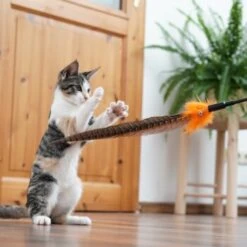 Schlitzohr Federwedel Birdy 3er Pack -Geschäft Für Katzenbedarf 2e08cedc855b4fe4d22372cc22f48cef3188be3c 1659562 de DE 4a8ba2ccf79071630769db1080a8b14fba93fcb3EKX8X8