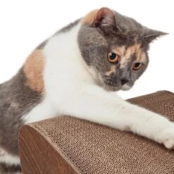 Canadian Cat Company Kratzbrett Satellite 2.0 Braun -Geschäft Für Katzenbedarf 51d726ab18583b5b75703fa2588fac66b1e75dc3 1310301 de DE 26e3a5a4fc0c6541cbfd55bcdee423c53adff143SYgLld