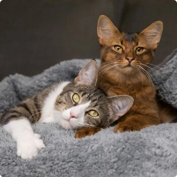 SELECT GOLD Adult Light 12x85 G 5 SELECT GOLD Adult Light 12x85 G – Bild 3