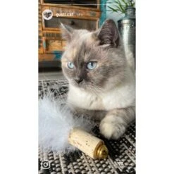 Kater Kasimir Deluxe Set Mit 9 Beliebten Katzenspielzeugen Aus Naturmaterial Und Handgemachtem CATMOM Armband -Geschäft Für Katzenbedarf 53dfde9e2fe82dcabccac0c3ca73172551111df6 1408141 de DE 911e17a5e45692f3789ac8bc9aee946048898d74cBDD0E