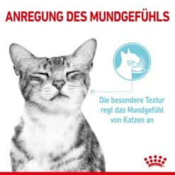 ROYAL CANIN SENSORY Feel In Gelee Für Wählerische Katzen 12x85g -Geschäft Für Katzenbedarf 590127f8e1b52f0756894eced70d3b3549a39521 4ac93b4f7ac0e7f93318f085864f31129c728871
