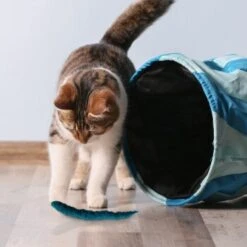 Kater Kasimir 3 Handgerollte Filzwürmchen Aus Schurwolle + 1 Mini-Flasche Katzenminze-Spray 9 Kater Kasimir 3 Handgerollte Filzwürmchen Aus Schurwolle + 1 Mini-Flasche Katzenminze-Spray -Geschäft Für Katzenbedarf 628f7d1d4ec1f70990cd24d861db16d7b447278c 1409266 de DE e1034005335ef5de37662c8ab367f77b33e0f5830ItxtL