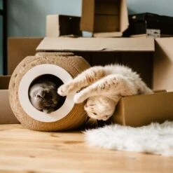 District 70 Kratzmöbel ORB 10 District 70 Kratzmöbel ORB -Geschäft Für Katzenbedarf 6560d6445e5f805cae3a1d1e8107ae0366b9b4a6 81457cdf11eed55f55edd03c92dee35d68931e4f