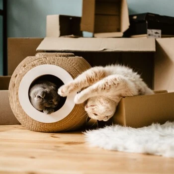 District 70 Kratzmöbel ORB 5 District 70 Kratzmöbel ORB – Bild 3