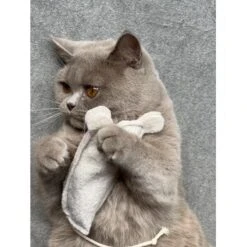 Kater Kasimir Premium Paket Mit 7 Beliebten Katzenspielzeugen Aus Naturmaterial 11 Kater Kasimir Premium Paket Mit 7 Beliebten Katzenspielzeugen Aus Naturmaterial -Geschäft Für Katzenbedarf 69d850d83d44dd51ee163b4ce9871d685e5144a3 1408152 de DE 5e0e2fa341f3b7f13618444c260f3bc5df86140eIfTKHQ