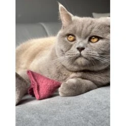 Kater Kasimir Premium Paket Mit 7 Beliebten Katzenspielzeugen Aus Naturmaterial 8 Kater Kasimir Premium Paket Mit 7 Beliebten Katzenspielzeugen Aus Naturmaterial -Geschäft Für Katzenbedarf 7398c5d354446c89d9e29da9199a4c8c2c0930de 1408152 de DE e825a45505bd9cfc297750dea338591ac5c30fc4IgBBHQ