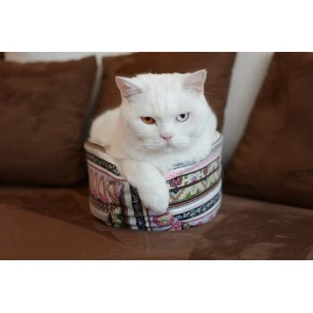 Canadian Cat Company Katzenschiff MAJA 5 Canadian Cat Company Katzenschiff MAJA – Bild 3