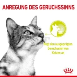 ROYAL CANIN SENSORY Smell Taste Feel Multipack In Soße 12x85g -Geschäft Für Katzenbedarf 798794361bcbcbc0523585b876cea563123ad216 fb85a5371032b713470979e8014bf8e69b6f879c