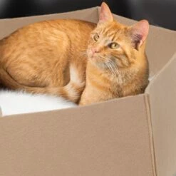 Canadian Cat Company Filzlounge AVA Beige M 11 Canadian Cat Company Filzlounge AVA Beige M -Geschäft Für Katzenbedarf 7ba98935d491c8b2eebde8b45b44b5579e11436b 1360999 de DE 54fbbf1eb9753052e253ccd1148556ea0b8ca2627HAhZx