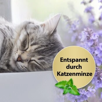 Felisept Home Comfort Beruhigungshalsband Für Katzen 4 Felisept Home Comfort Beruhigungshalsband Für Katzen – Bild 2