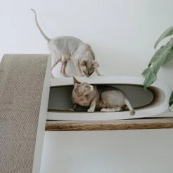 District 70 OVAL OFFICE -Geschäft Für Katzenbedarf 831fbabbbef20a6bf01041756be566a379676472 d33c75c7ac5b0d38c69db8116774e729c24458c6