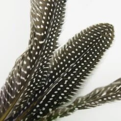 Schlitzohr Katzenangel Federanhänger 5x -Geschäft Für Katzenbedarf 93b8e0c984d323f24d455bf8e74e2dbacef5703e 1484675 de DE 7b80f213f44ebcad765dbdebc25bf2d2f0177dbd64kHU2