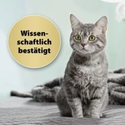 Felisept Home Comfort Set Diffusor + Flakon 45ml -Geschäft Für Katzenbedarf 9c015fbf97e9da0b9557db7ed4b82ab2943cb9e3 1667495 3