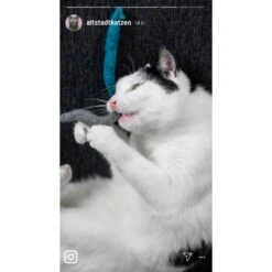 Kater Kasimir 3 Handgerollte Filzwürmchen Aus Schurwolle + 1 Mini-Flasche Katzenminze-Spray 11 Kater Kasimir 3 Handgerollte Filzwürmchen Aus Schurwolle + 1 Mini-Flasche Katzenminze-Spray -Geschäft Für Katzenbedarf 9f7ff512709dd50e91c430c3ac3ef7ee598f1a2a 1409266 de DE 1fc0cc3c919dcaaf28a0e442859a52c0a2aaef43Mb7rqZ