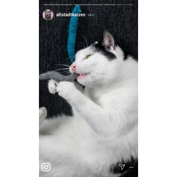 Kater Kasimir 3 Handgerollte Filzwürmchen Aus Schurwolle + 1 Mini-Flasche Katzenminze-Spray 7 Kater Kasimir 3 Handgerollte Filzwürmchen Aus Schurwolle + 1 Mini-Flasche Katzenminze-Spray – Bild 5