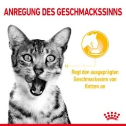 ROYAL CANIN SENSORY Smell Taste Feel Multipack In Soße 12x85g -Geschäft Für Katzenbedarf aaf4f24b202976e78ef79eaa360fbe8258cb6f4f 7f11fca3b2ba8572d6407f297b2211d167401aba