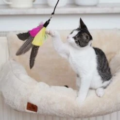 Schlitzohr Katzenangel Federanhänger 5x -Geschäft Für Katzenbedarf ac968f3e92fea38def92e5a7524fa7085dc78563 1484675 de DE ddb20d567bfb55f49958028f07ad50186cd87523xUAnfc