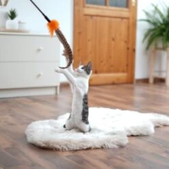 Schlitzohr Federwedel Birdy 3er Pack -Geschäft Für Katzenbedarf ad71433917b4c75207a76b8cde2a63e28ac6a3f4 1659562 de DE 3439e97a8a6ef7574f0506829a0694961b8792bfHS2VqL