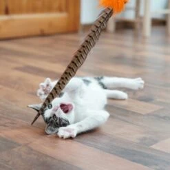 Schlitzohr Federwedel Birdy 3er Pack -Geschäft Für Katzenbedarf b2468018bd2b888c11ee64154d86732de60c7830 1659562 de DE 7d36675a42a956412d003b03e1f072b0ae0379063UsHBd