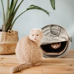 District 70 CAN Cardboard 11 District 70 CAN Cardboard -Geschäft Für Katzenbedarf b74e7b3e816e0644dc79f2602e8fd6b2e0c86d73 287b4bbd5048dc2cbb169bff1f18c2c75fd90f94