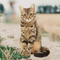 REAL NATURE Adult Mixpaket Wurst 12x70g -Geschäft Für Katzenbedarf bc56b458619aa86240780c2f64ff928db9b8da6b 1246887 de DE Real Nature Original Cat Bild