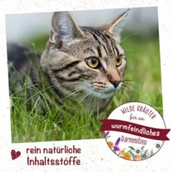 FeliTATZ WK-Mix 25g 25 G -Geschäft Für Katzenbedarf c8048eb0e0b89a2d9910619e796d580b48c1f8ad 1478264 de DE 9e9627c51411a5ca8a1f30df1311afd1b969f5d6a6EVHy