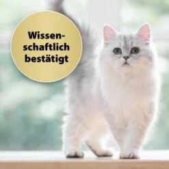 Felisept Home Comfort Nachfüller 45ml -Geschäft Für Katzenbedarf caf8bdd319326ad4f481de1e79b9c99dd7d55926 1667496 3