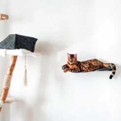 Canadian Cat Company Filz-Hängematte Für Die Wand 17 Canadian Cat Company Filz-Hängematte Für Die Wand -Geschäft Für Katzenbedarf d6982ed9d12e9d0cbfd4107464642cbf75290f16 1360996 de DE d8ac4e7927d3348063cd4288852ccba5cd28bc01nV0N95