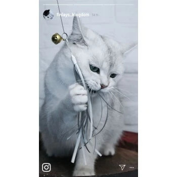 Kater Kasimir Premium Katzenangel Mit 4 Handgemachten Anhängern Aus Naturmaterial 7 Kater Kasimir Premium Katzenangel Mit 4 Handgemachten Anhängern Aus Naturmaterial – Bild 5