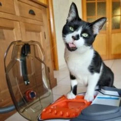 THOMAS Staubsauger -Geschäft Für Katzenbedarf e924a64d06d1776c60effa6ed643bd7a6c20fdca 1406733 de DE 08e20bea72feee79416abcd48fd6e6a61e2fc6eav4kQrJ