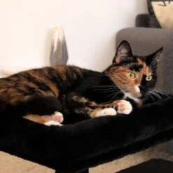 Lionto Kratzbaum 50 Cm Schwarz 11 Lionto Kratzbaum 50 Cm Schwarz -Geschäft Für Katzenbedarf e9872d8547e85fe692ccdee5ea4beb732e777364 1657017 de DE 8ef3326604869cb0804739e4332ea41f26ecfce95dcRNr