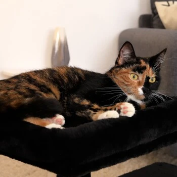 Lionto Kratzbaum 50 Cm Schwarz 6 Lionto Kratzbaum 50 Cm Schwarz – Bild 4