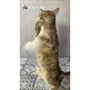 Kater Kasimir Premium Katzenangel Mit 4 Handgemachten Anhängern Aus Naturmaterial 5 Kater Kasimir Premium Katzenangel Mit 4 Handgemachten Anhängern Aus Naturmaterial – Bild 3