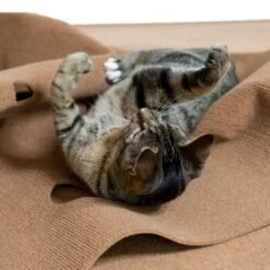 Canadian Cat Company Spielteppich Für Katzen Braun -Geschäft Für Katzenbedarf feeb1471a0788eb13995861dfe89bb445b21d4b8 1394213 de DE 4a32360e22e339a18cf0f9a52c488f1077251d777uzNQw