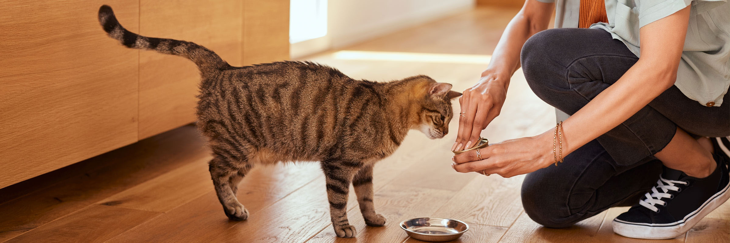 Geschäft Für Katzenbedarf -Geschäft Für Katzenbedarf 1